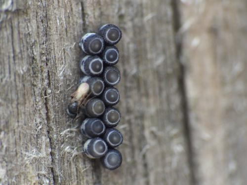 Réf. 229 951 : Eurydema sp.